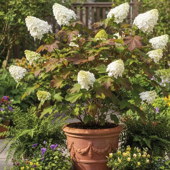 Hortensia à feuilles de chêne Amethyst, Hydrangea quercifolia à fleurs Rose - feuillage Caduc - Pot de 1,5L - 20/40 cm- hauteur à maturité De 1,00 m - Image 3