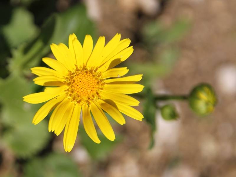 Doronicum orientale Little Leo - Doronic du Caucase Godet de 8/9 cm