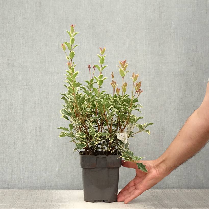 Osmanthus heterophyllus Variegatus - Osmanthe panaché Pot de 2L/3L - Image 2