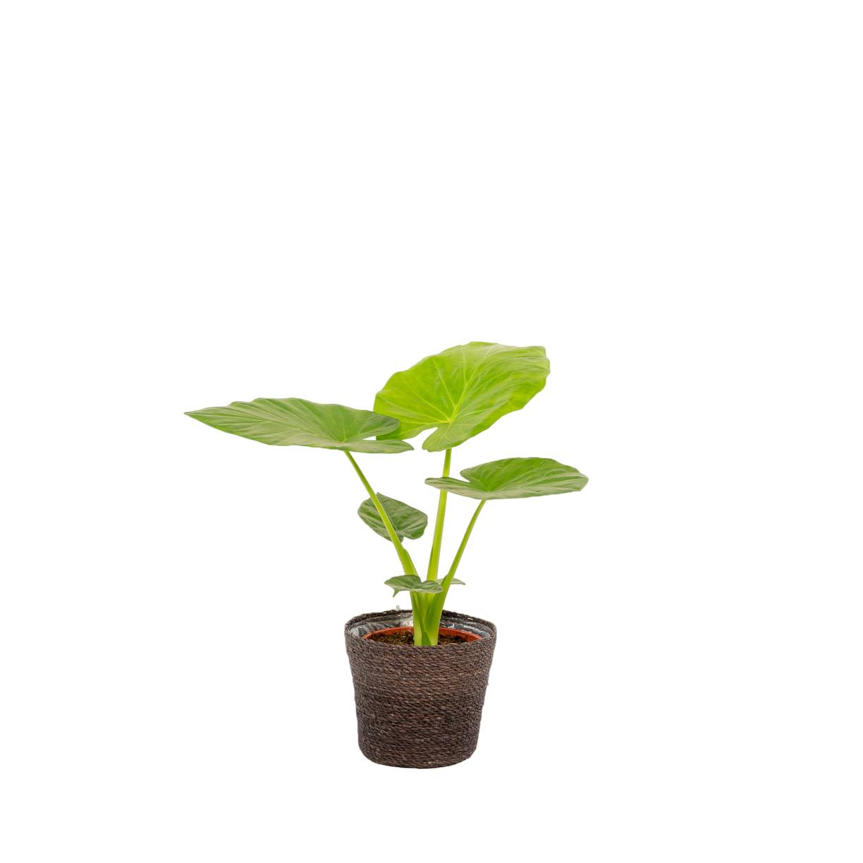 La Green Touch - Alocasia Macrorrhiza 70cm - Plante d'intérieur- La Green Touch - Imagen 1