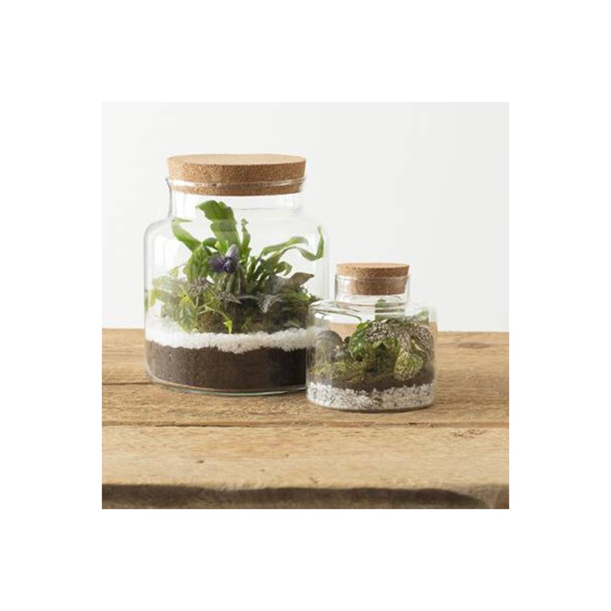 Terrarium en Verre "Bovaj" 21cm Transparent - Image 2