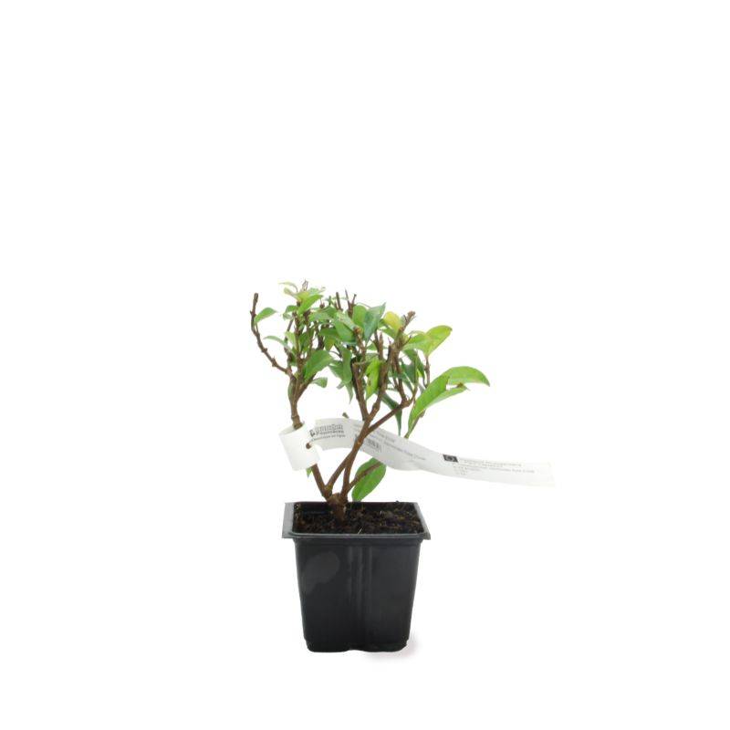 Jasmin Étoilé 'Rose d'Inde' (Trachelospermum Jasminoides) - Godet - Taille 13/25cm - Pépinières Naudet - Imagen 2