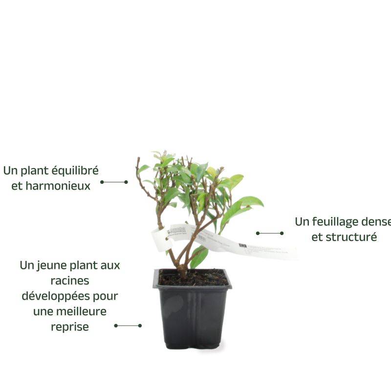 Jasmin Étoilé 'Rose d'Inde' (Trachelospermum Jasminoides) - Godet - Taille 13/25cm - Pépinières Naudet - Imagen 3