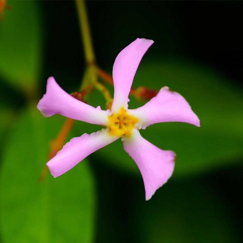 Jasmin Étoilé 'Rose d'Inde' (Trachelospermum Jasminoides) - Godet - Taille 13/25cm - Pépinières Naudet - Imagen 1
