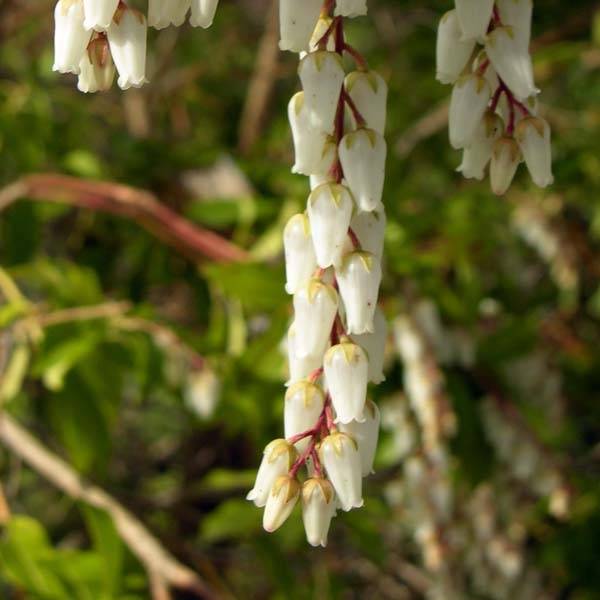 Promesse de Fleurs - Andromède du Japon - Pieris Japonica Mountain Fire Pot de 7,5L/10L