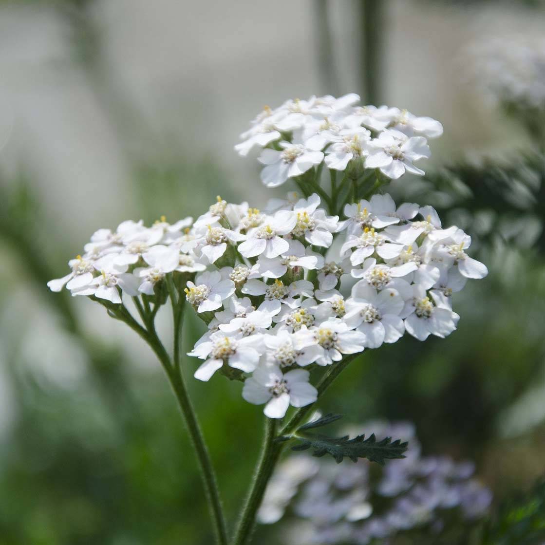 Achillée millefeuille White Beauty Godet de 8/9 cm