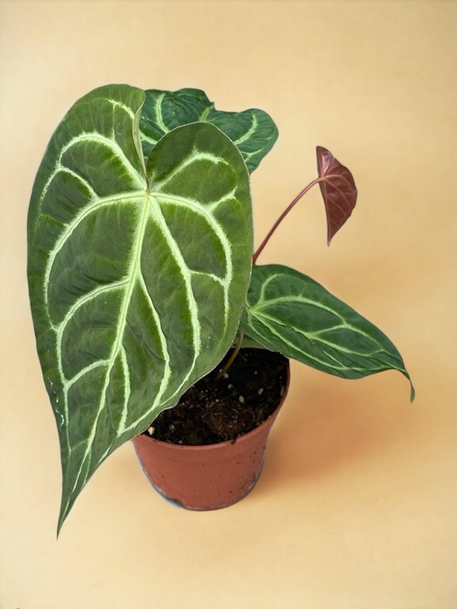 Anthurium Magnificum X Regale- La Green Touch