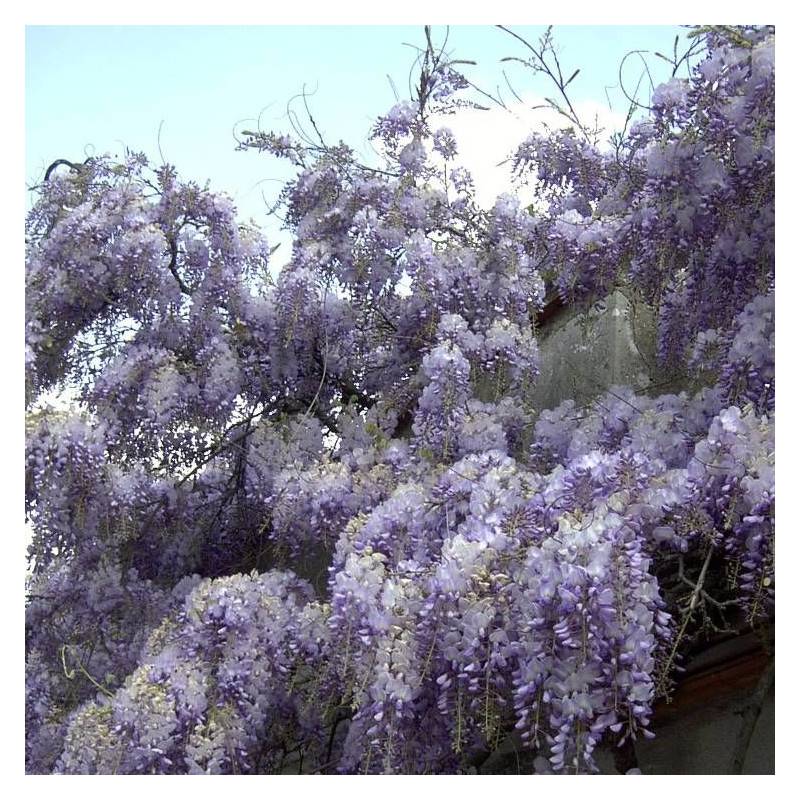 Glycine de Chine à fleurs Bleue - feuillage Caduc - Godet - 5/10 cm-  hauteur à maturité De 5,00 m à 10,00 m - Imagen 7