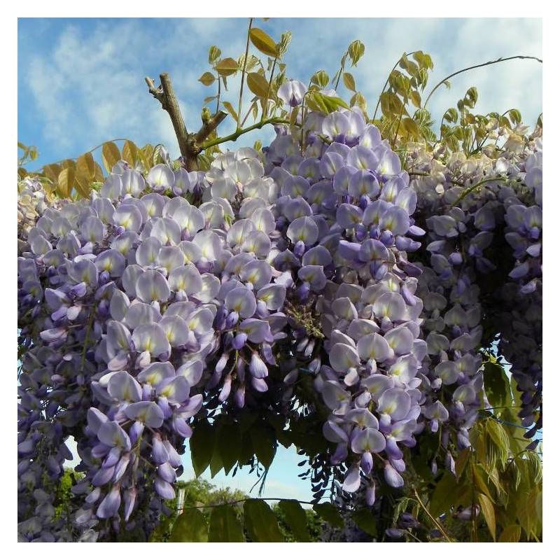 Glycine de Chine à fleurs Bleue - feuillage Caduc - Godet - 5/10 cm- hauteur à maturité De 5,00 m à 10,00 m - Image 4