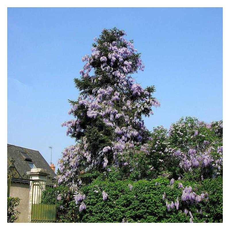 Glycine de Chine à fleurs Bleue - feuillage Caduc - Godet - 5/10 cm-  hauteur à maturité De 5,00 m à 10,00 m - Imagen 9