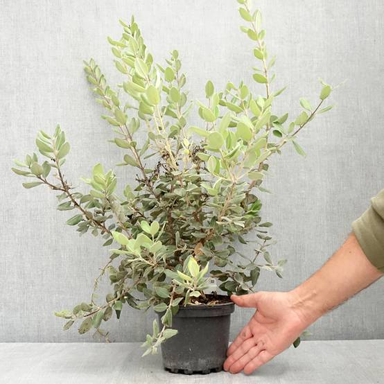 Metrosideros excelsa Aurea - Arbre de Noël de Nouvelle-Zélande Pot de 2L/3L - Image 2