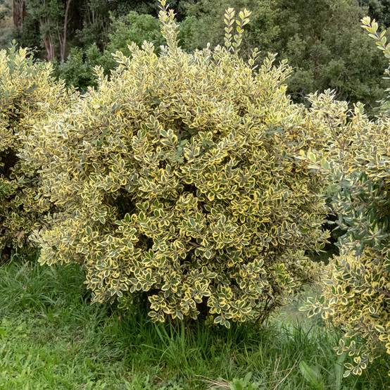 Metrosideros excelsa Aurea - Arbre de Noël de Nouvelle-Zélande Pot de 2L/3L - Image 1