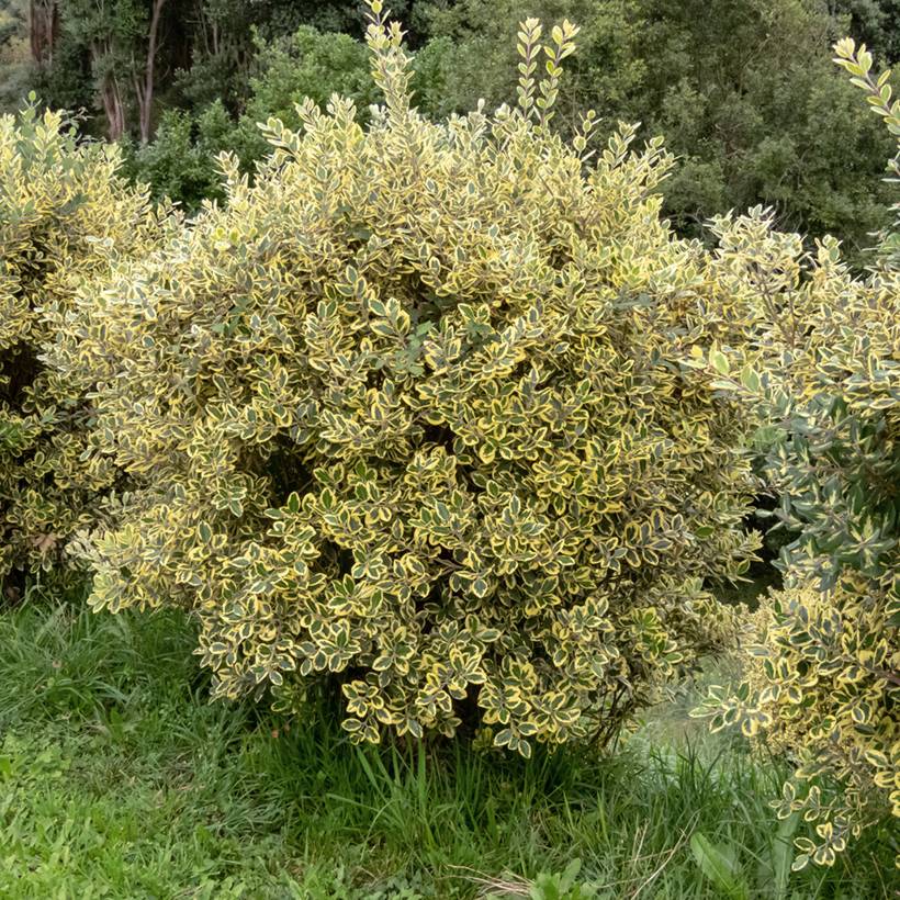Metrosideros excelsa Aurea - Arbre de Noël de Nouvelle-Zélande Pot de 2L/3L - Image 1