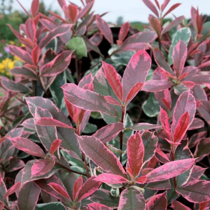 Photinia Pink Marble® 'Casini' à fleurs Blanche - feuillage Persistant - Pot de 15L - 100/120 cm- hauteur à maturité De 2,50 m à 3,00 m - Image 5