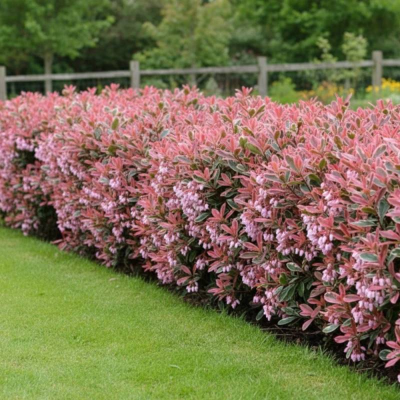 Photinia Pink Marble® 'Casini' à fleurs Blanche - feuillage Persistant - Pot de 15L - 100/120 cm-  hauteur à maturité De 2,50 m à 3,00 m - Imagen 4