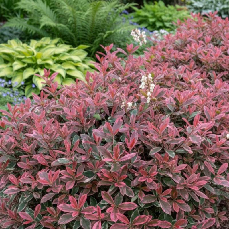 Photinia Pink Marble® 'Casini' à fleurs Blanche - feuillage Persistant - Pot de 15L - 100/120 cm-  hauteur à maturité De 2,50 m à 3,00 m - Imagen 3
