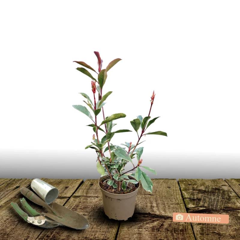 Photinia Pink Marble® 'Casini' à fleurs Blanche - feuillage Persistant - Pot de 15L - 100/120 cm- hauteur à maturité De 2,50 m à 3,00 m - Image 8