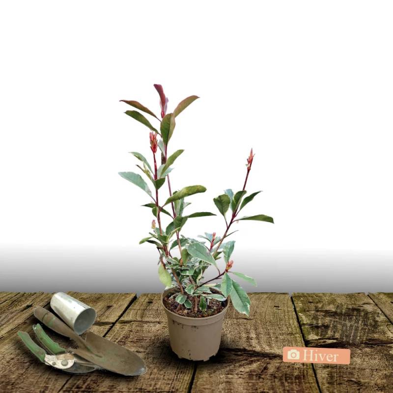 Photinia Pink Marble® 'Casini' à fleurs Blanche - feuillage Persistant - Pot de 15L - 100/120 cm- hauteur à maturité De 2,50 m à 3,00 m - Image 10