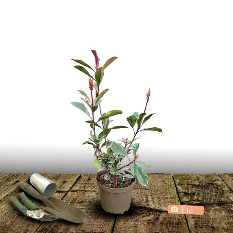 Photinia Pink Marble® 'Casini' à fleurs Blanche - feuillage Persistant - Pot de 15L - 100/120 cm-  hauteur à maturité De 2,50 m à 3,00 m - Imagen 9