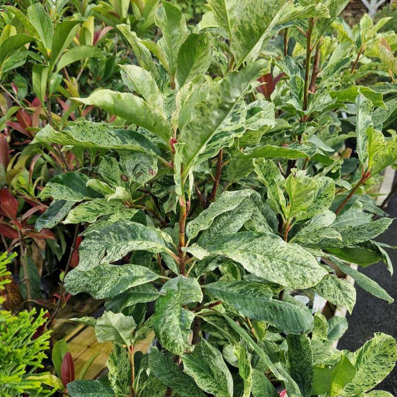 Photinia Pink Marble® 'Casini' à fleurs Blanche - feuillage Persistant - Pot de 15L - 100/120 cm-  hauteur à maturité De 2,50 m à 3,00 m - Imagen 6