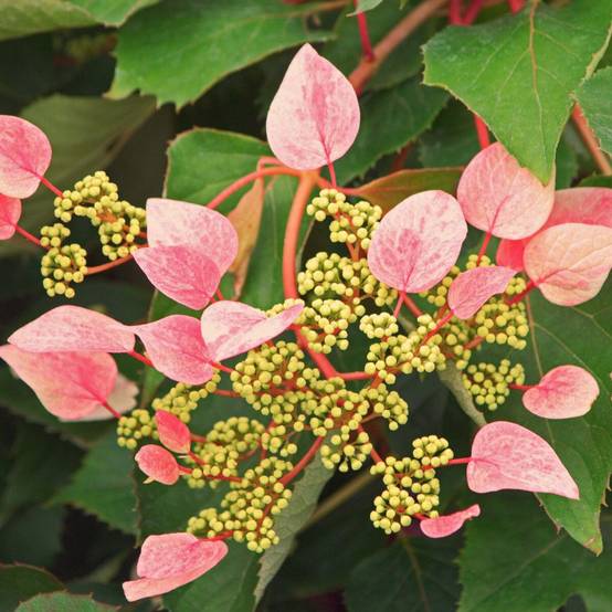 Hortensia grimpant Rose sensation® 'Trarose' à fleurs Rose - feuillage Caduc - Godet - 5/20 cm- hauteur à maturité De 3,00 m à 5,00 m - Image 5