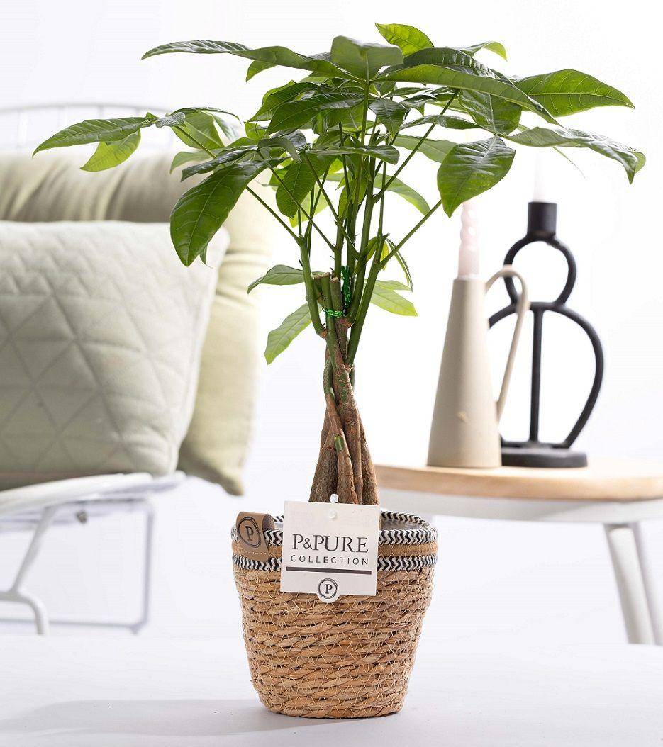 Pachira aquatica en panier - Ø12cm - ↕45cm - Plantes d’intérieur - Image 1