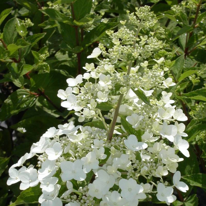 Hortensia paniculata Unique, Hydrangea paniculata à fleurs Blanche - feuillage Caduc - Pot de 1,5L - 10/20 cm-  hauteur à maturité De 1,00 m à 1,50 m