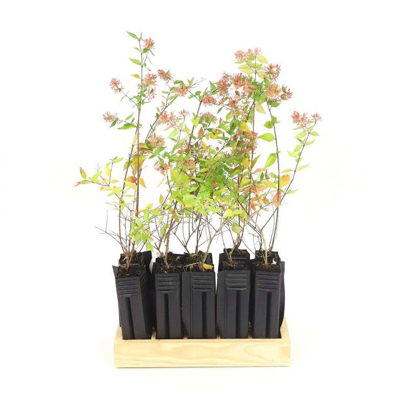 10 Abélia (Abélia x grandiflora) - Haie d'Abélia -  - Pépinières Naudet - Imagen 3