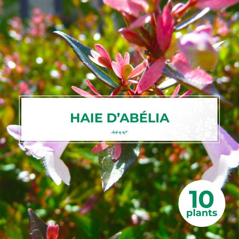 10 Abélia (Abélia x grandiflora) - Haie d'Abélia -  - Pépinières Naudet - Imagen 1