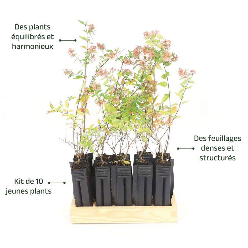 10 Abélia (Abélia x grandiflora) - Haie d'Abélia -  - Pépinières Naudet - Imagen 4