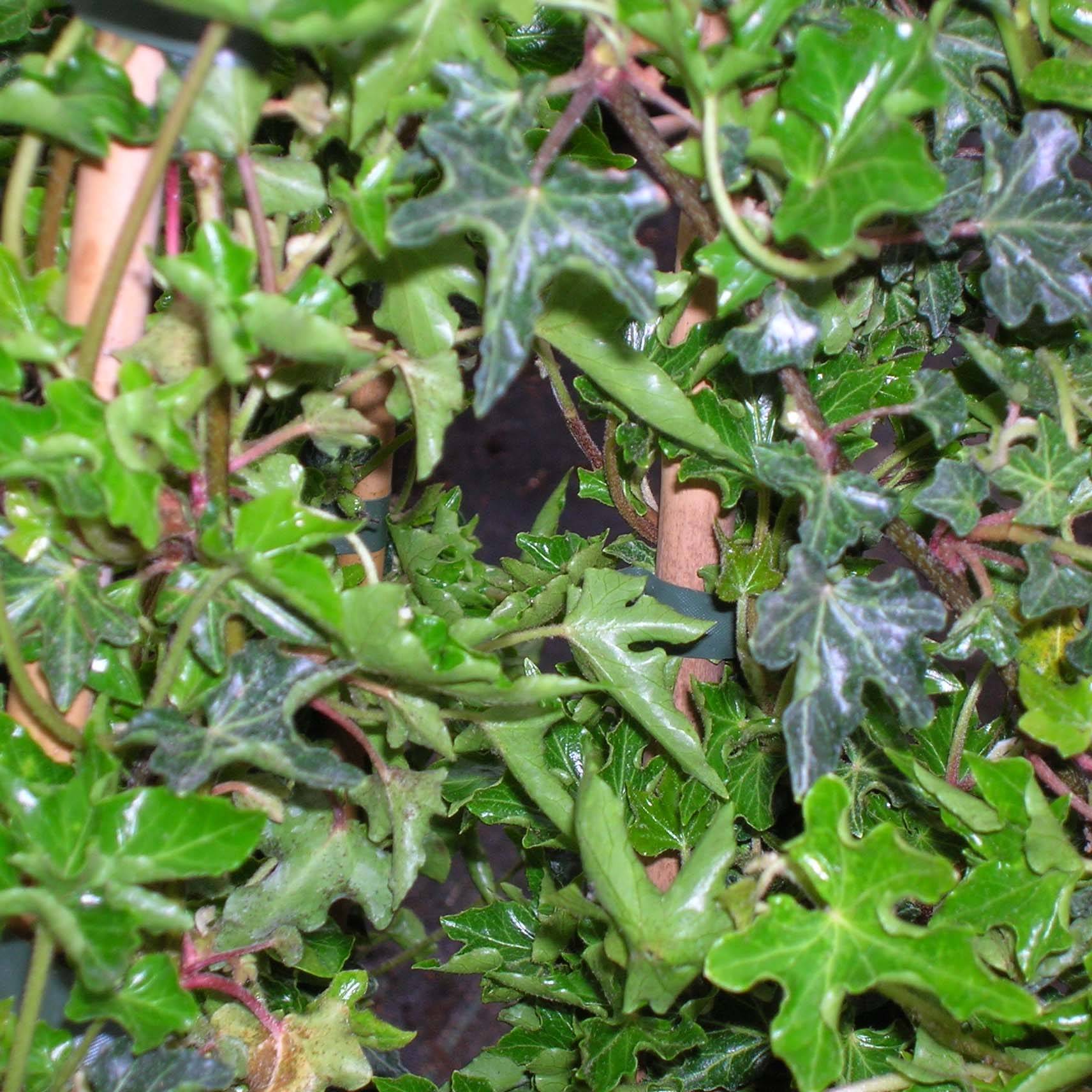 Lierre commun - Hedera helix Ivalace Godet de 8/9 cm