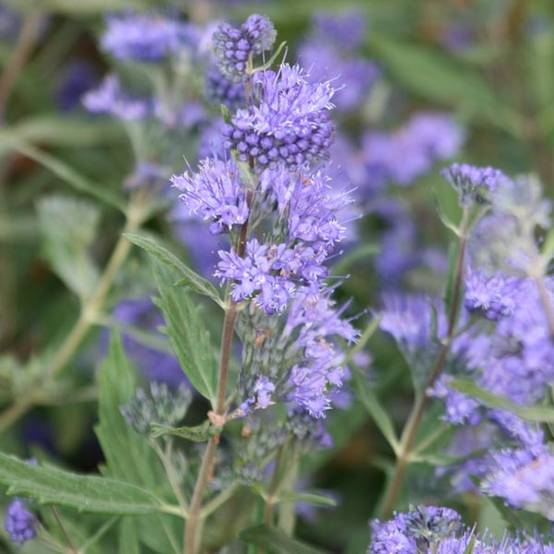 Caryopteris Grand Bleu - Spirée bleue Godet de 8/9 cm - Image 1
