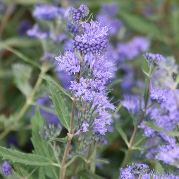 Caryopteris Grand Bleu - Spirée bleue  Godet de 8/9 cm - Image 1