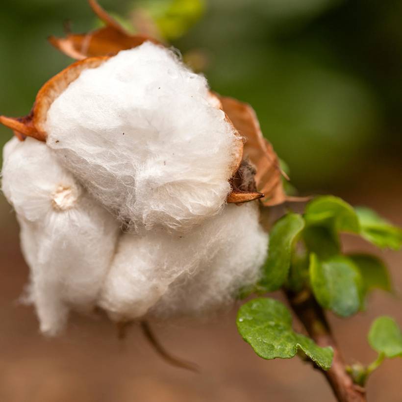 Graines de Coton - Gossypium herbaceum le sachet de 25 graines environ