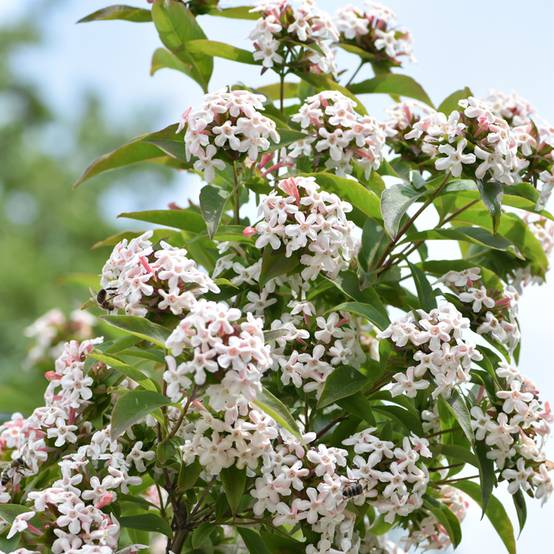 Abelia mosanensis Monia - Abélia parfumé Pot de 3L/4L - Image 1
