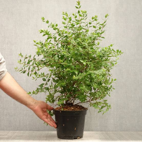 Abelia mosanensis Monia - Abélia parfumé Pot de 3L/4L - Image 2