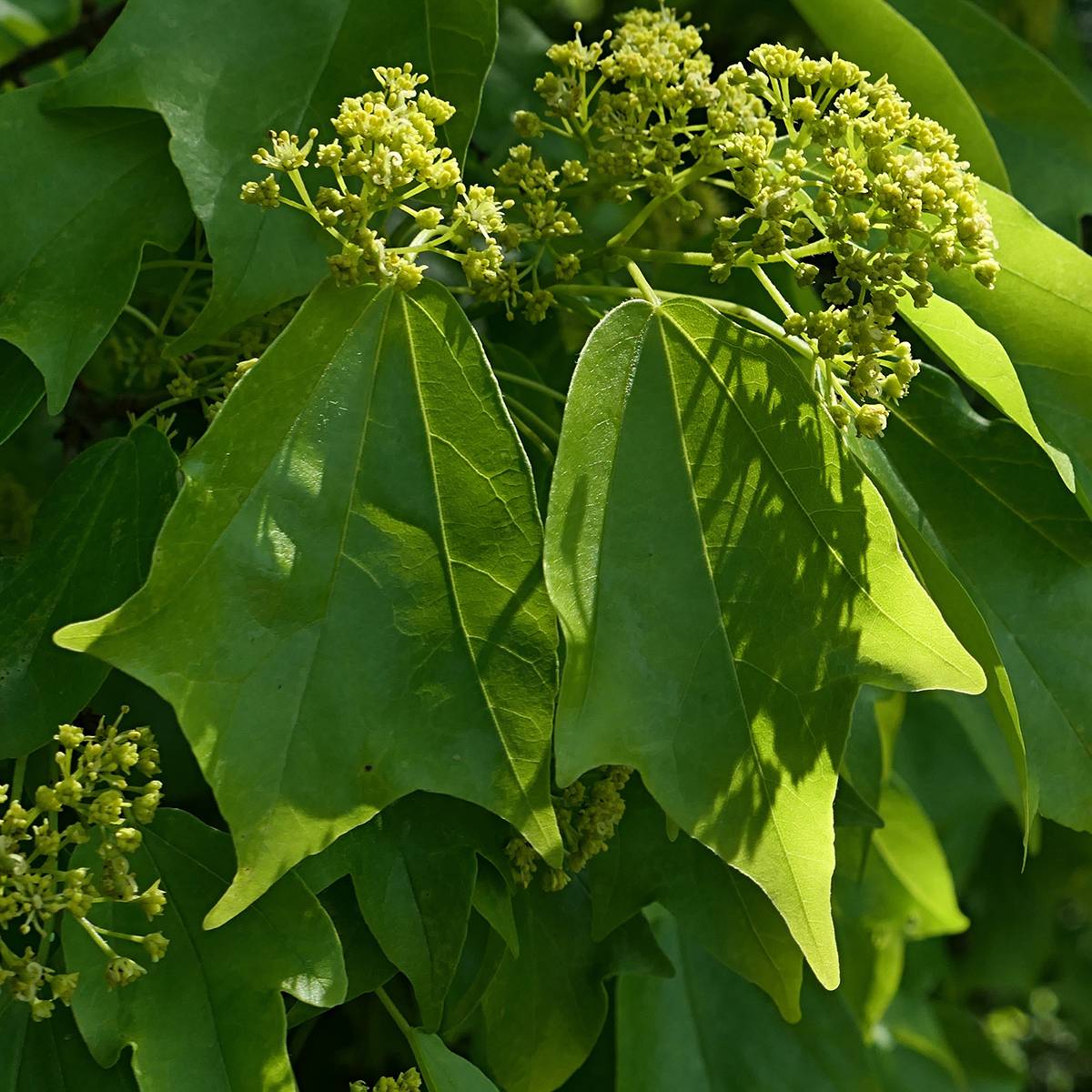 Promesse de Fleurs - Graines d'Erable trident - Acer buergerianum le sachet de 60 graines environ (1g)