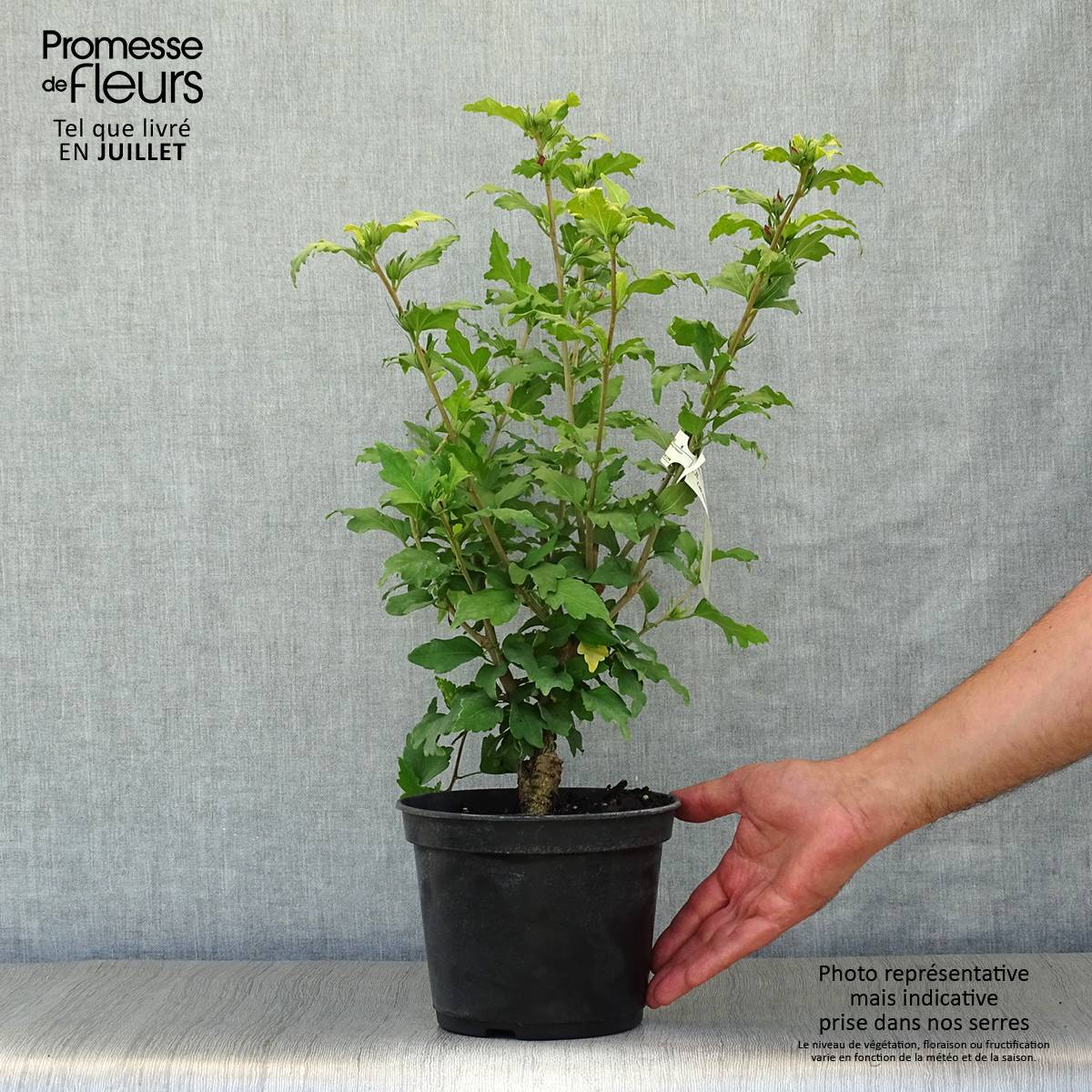 Promesse de Fleurs - Hibiscus syriacus Hamabo - Althéa ou mauve en arbre Pot de 3L/4L - Image 2