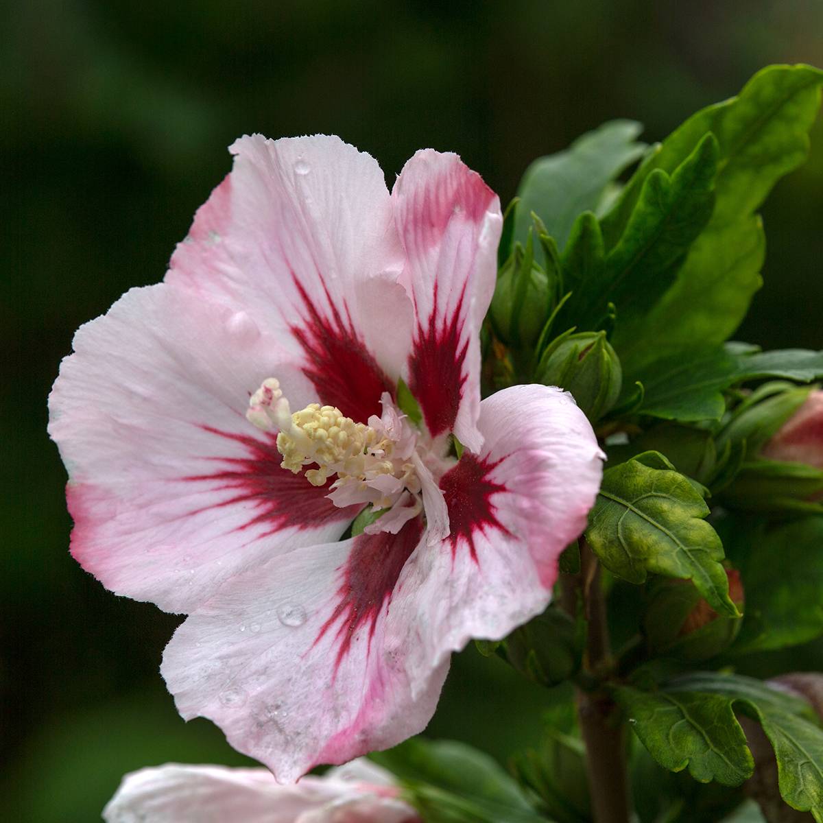 Promesse de Fleurs - Hibiscus syriacus Hamabo - Althéa ou mauve en arbre Pot de 3L/4L - Image 1