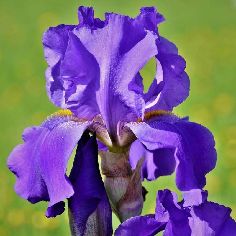 Iris des jardins Blue Boy à fleurs Bleue/ - feuillage Caduc - Godet - 5/20 cm - Imagen 1
