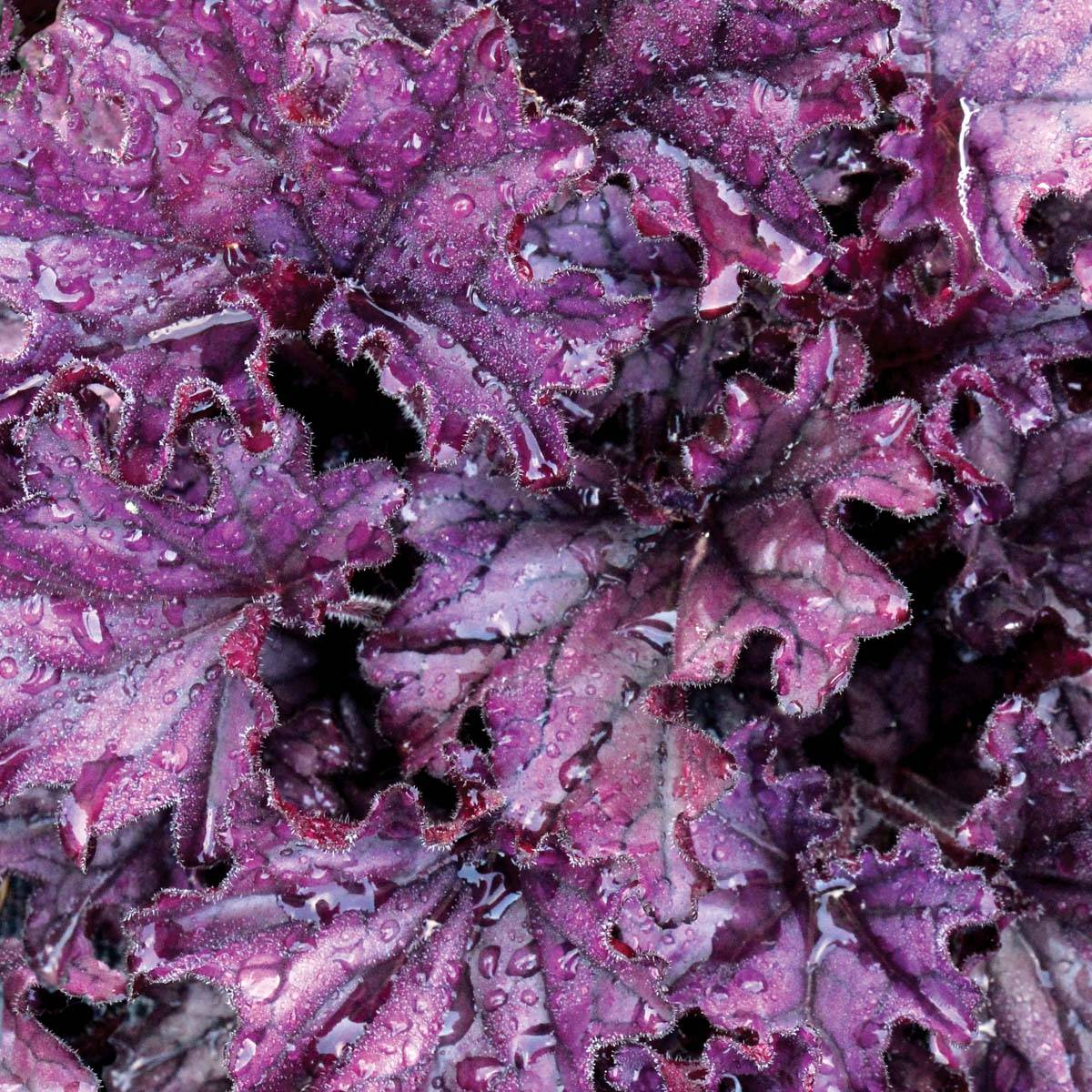 Heuchère - Heuchera Forever Purple Pot de 1,5L/2L