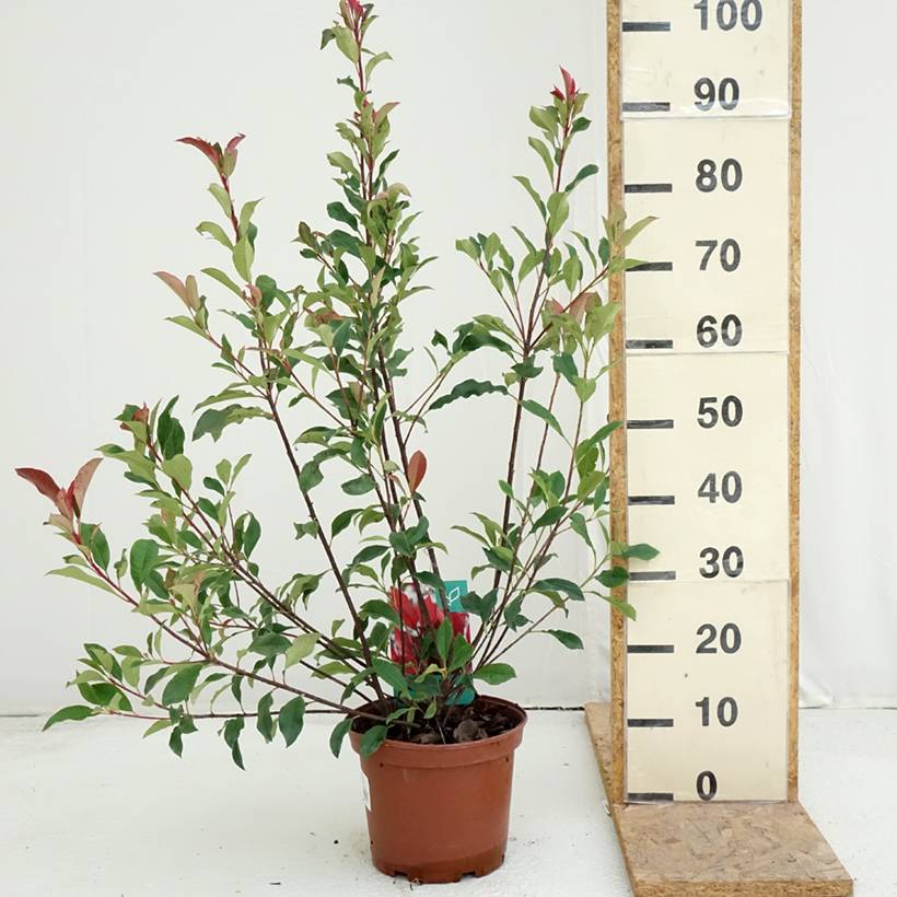 Photinia fraseri Dynamo Red Pot de 4L/5L - Jardiland