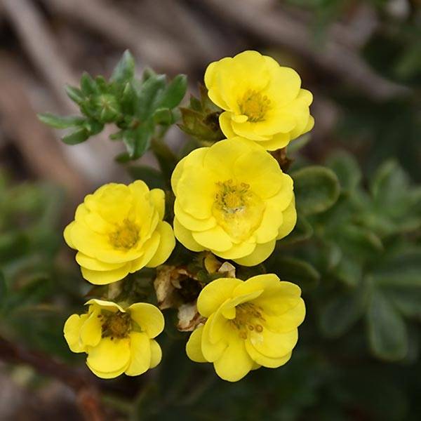 Potentilla fruticosa Citrus Tart- Potentille arbustive Pot de 2L/3L - Image 1