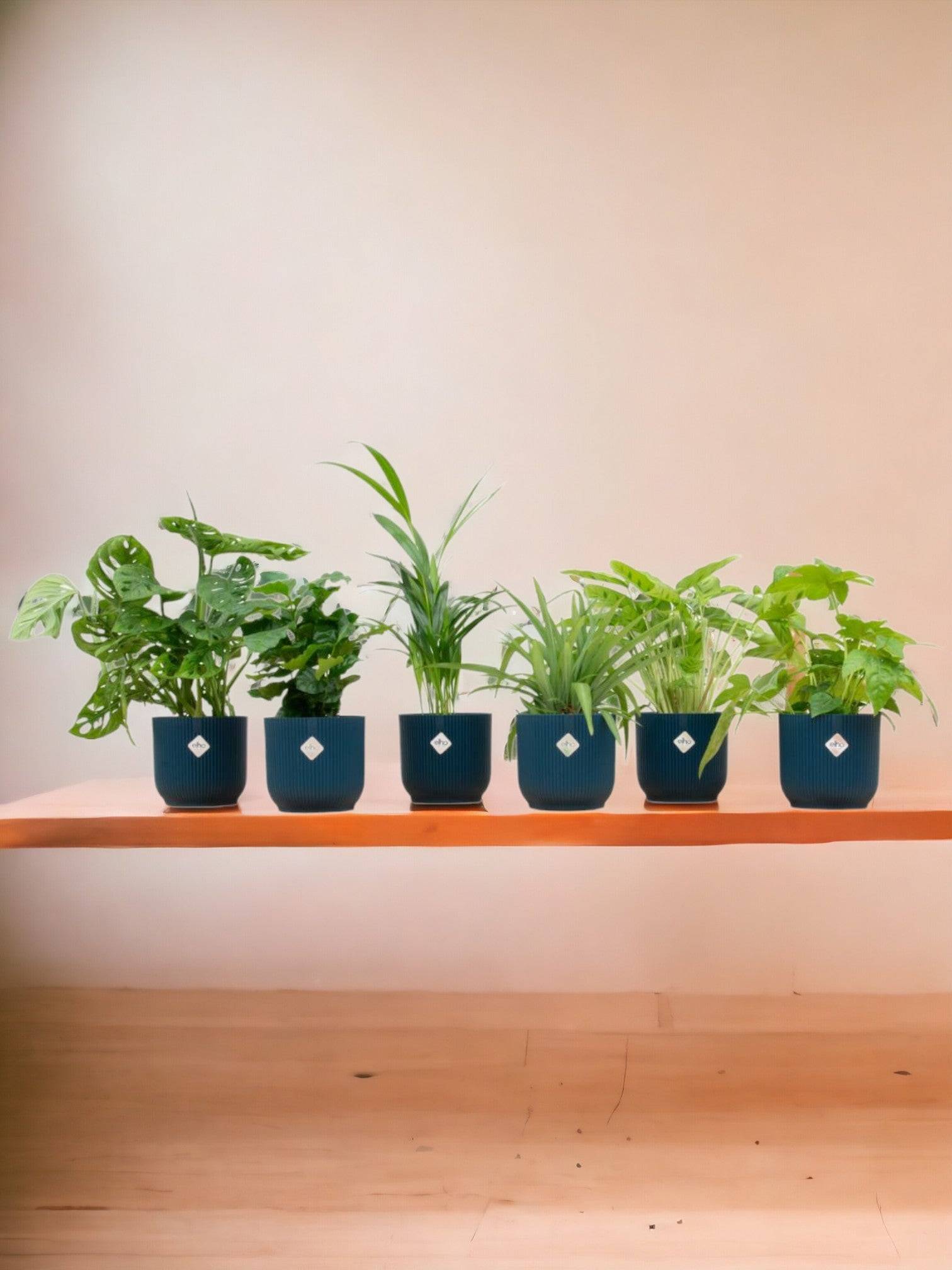 La Green Touch - Box surprise 6 plantes+ Cache-Pot- La Green Touch  - Hauteur 30cm - Imagen 1