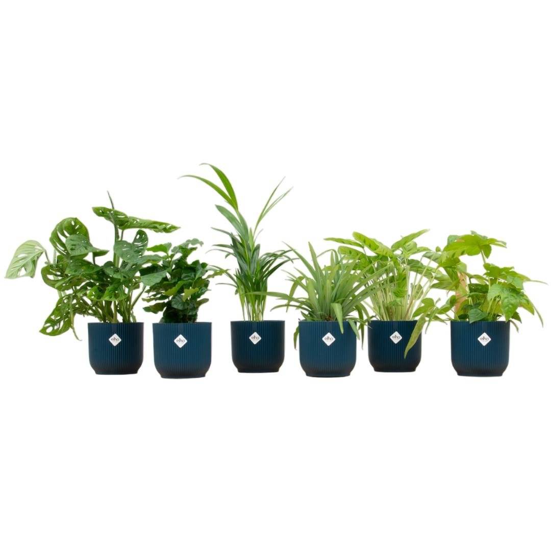La Green Touch - Box surprise 6 plantes+ Cache-Pot- La Green Touch  - Hauteur 30cm - Imagen 2