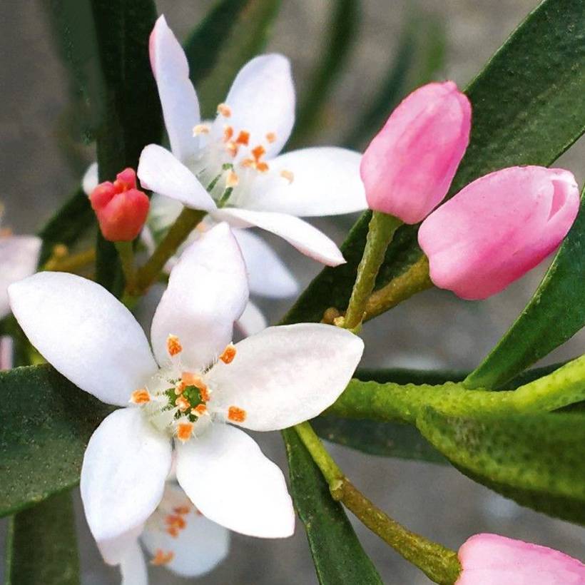Eriostemon myoporoides Flower Girl Pink - Philotheca Pot de 1L/1,5L