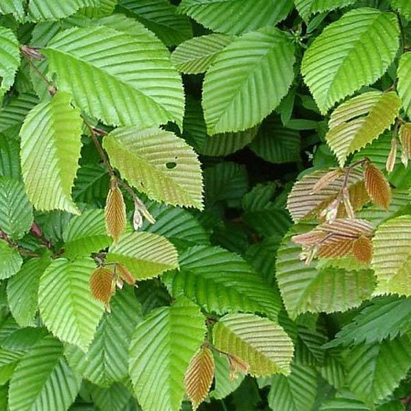 Carpinus betulus - Charme commun, Charmille  Godet de 8/9 cm - Image 1