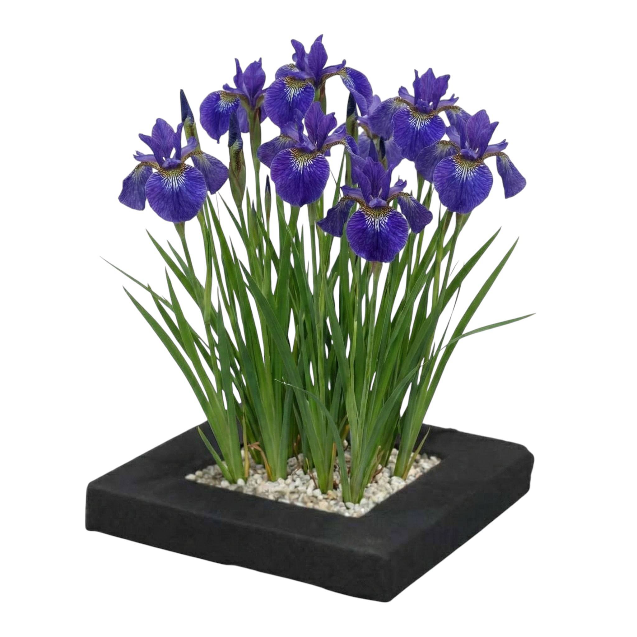0 - Île de Plantes Iris Bleu - 4 Plantes Aquatiques - Iris kaempferi