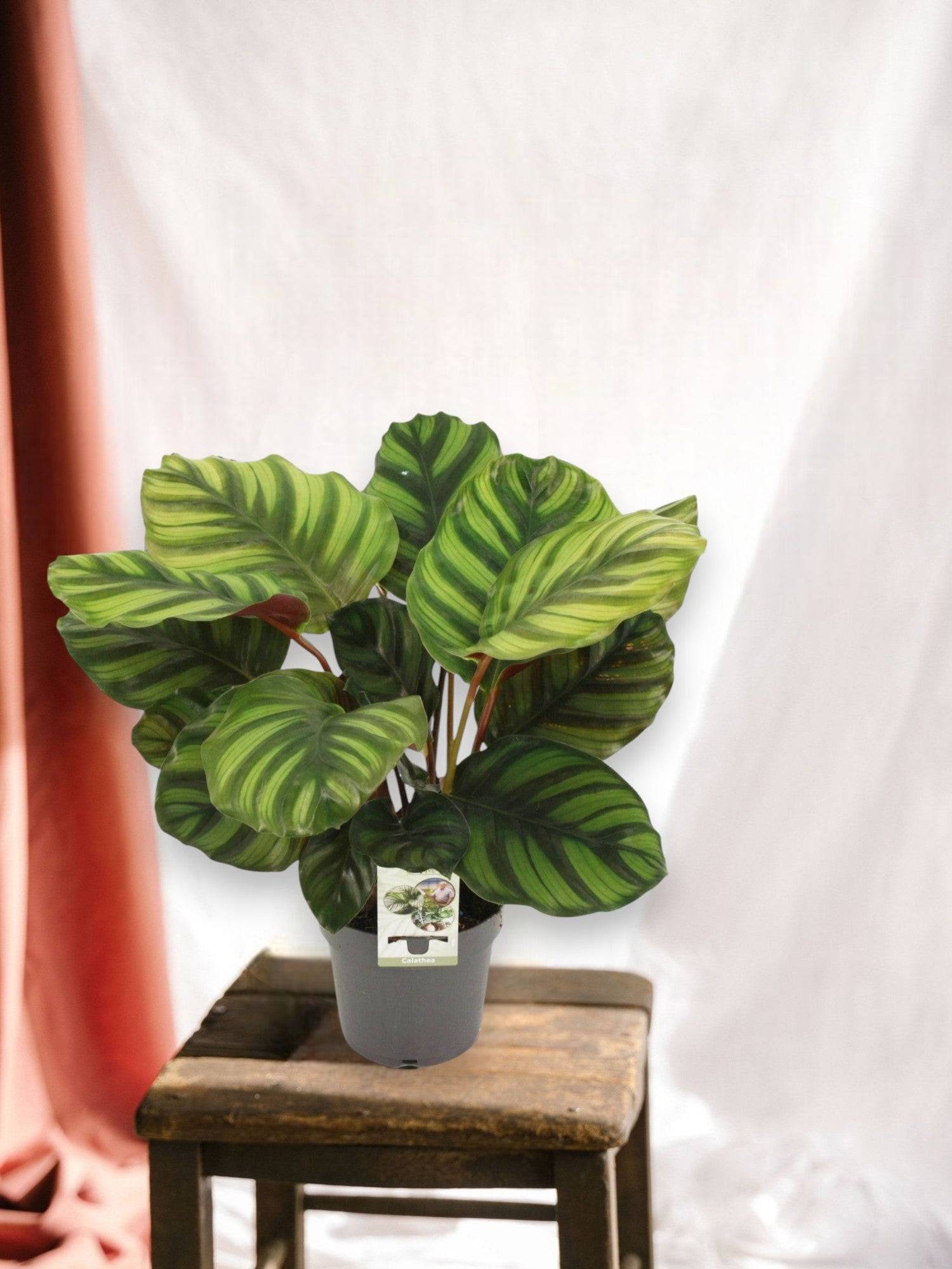 La Green Touch - Calathea Fasciata 50cm - Plante d'intérieur- La Green Touch - Imagen 2