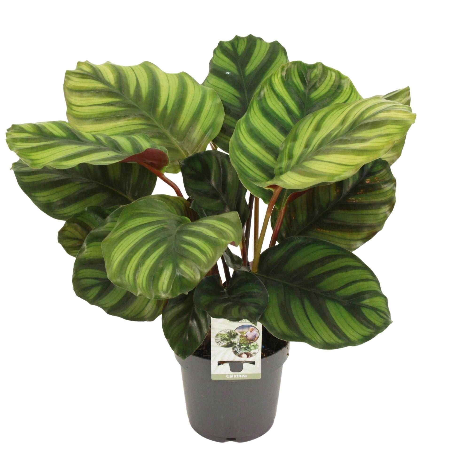 La Green Touch - Calathea Fasciata 50cm - Plante d'intérieur- La Green Touch - Imagen 1
